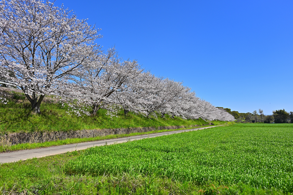 田舎の風景