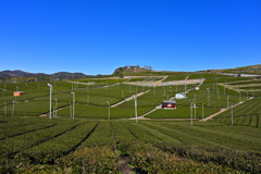 青空と茶畑の展望所