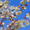 春はそこまで