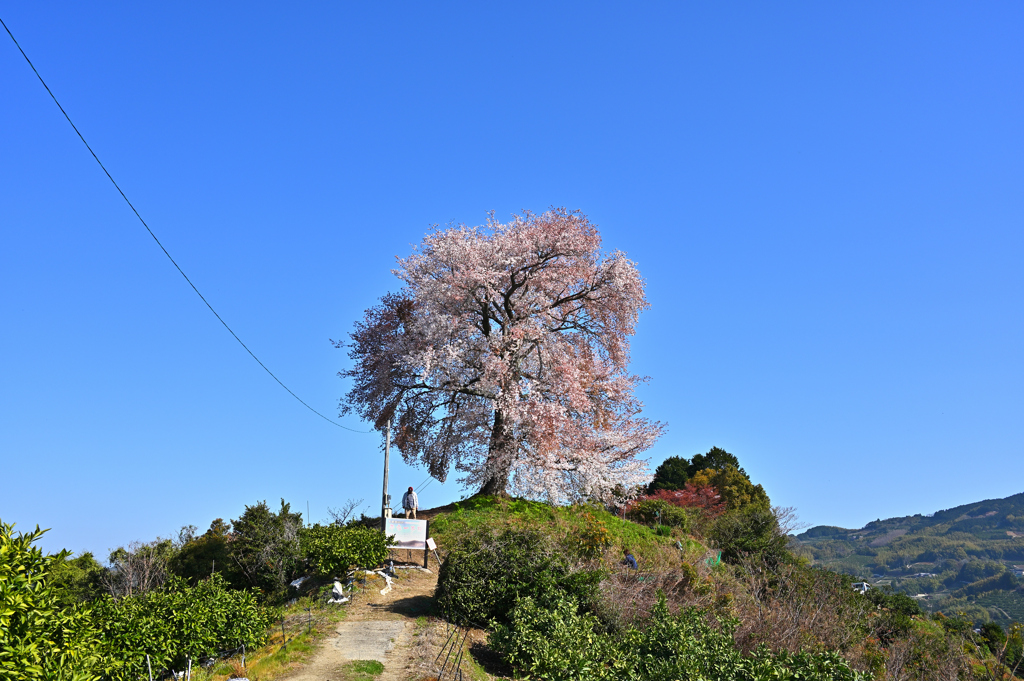 一本桜