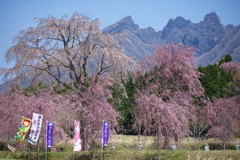 春の訪れ in 南阿蘇