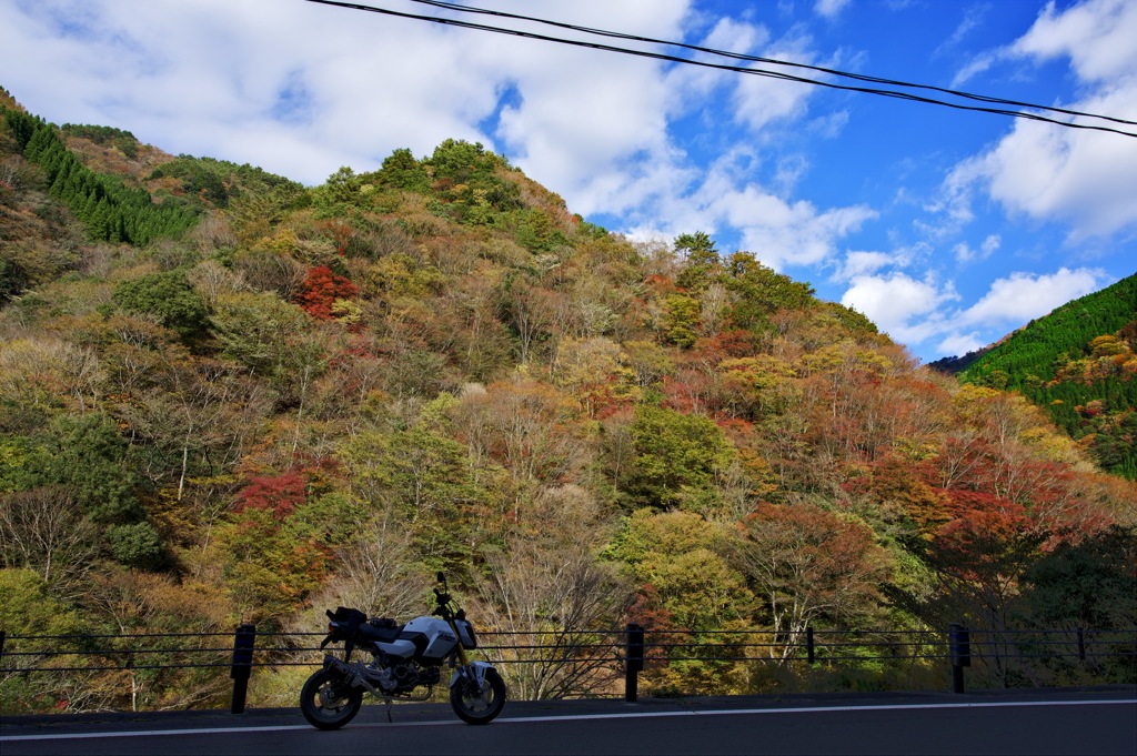 紅葉じゃ
