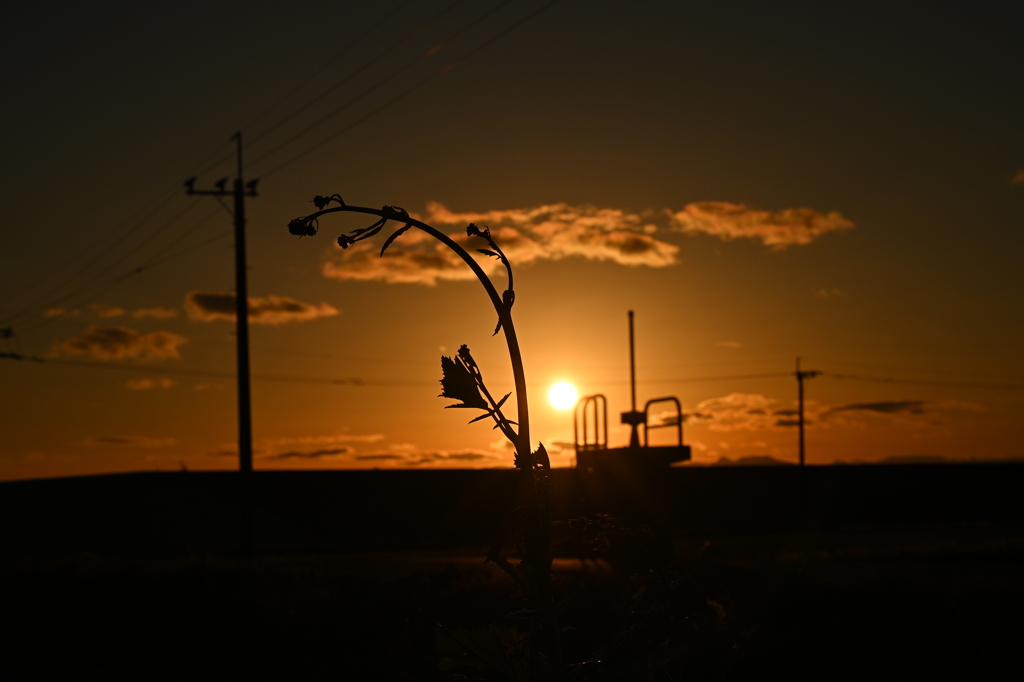 夕暮れの雑草