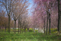 散りかけた桜