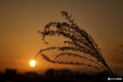 太陽とススキ