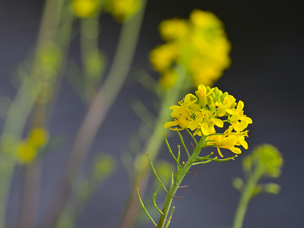 冬の菜の花