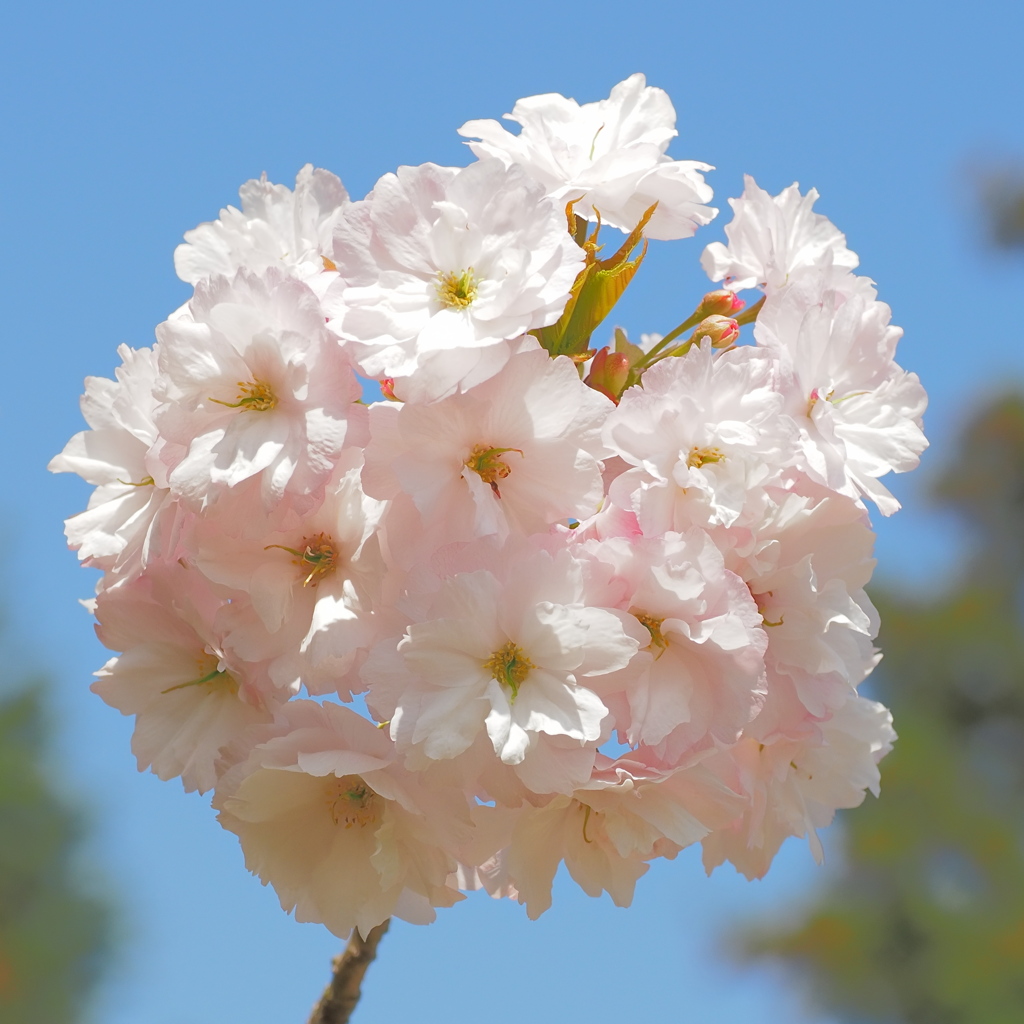 桜