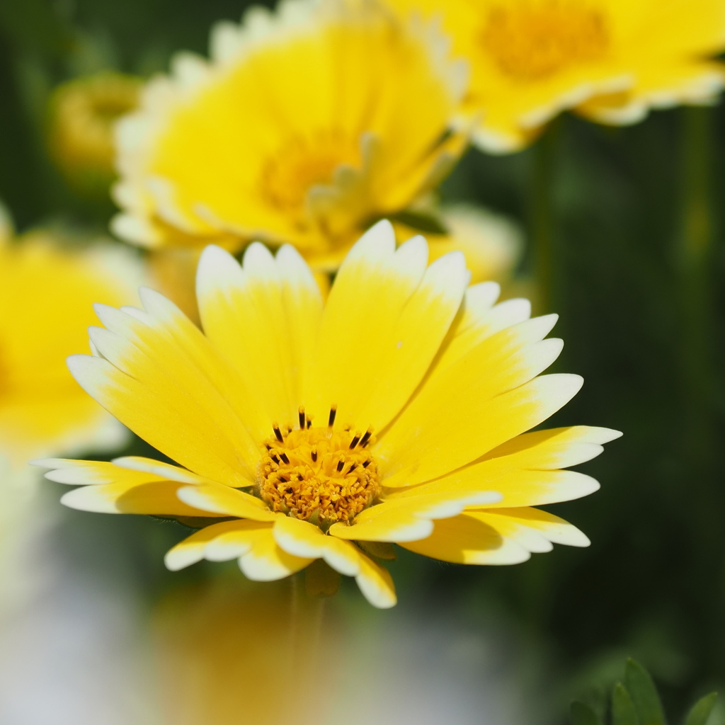 お花畑