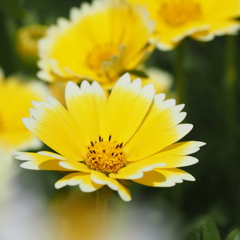 お花畑