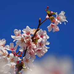 玉縄桜