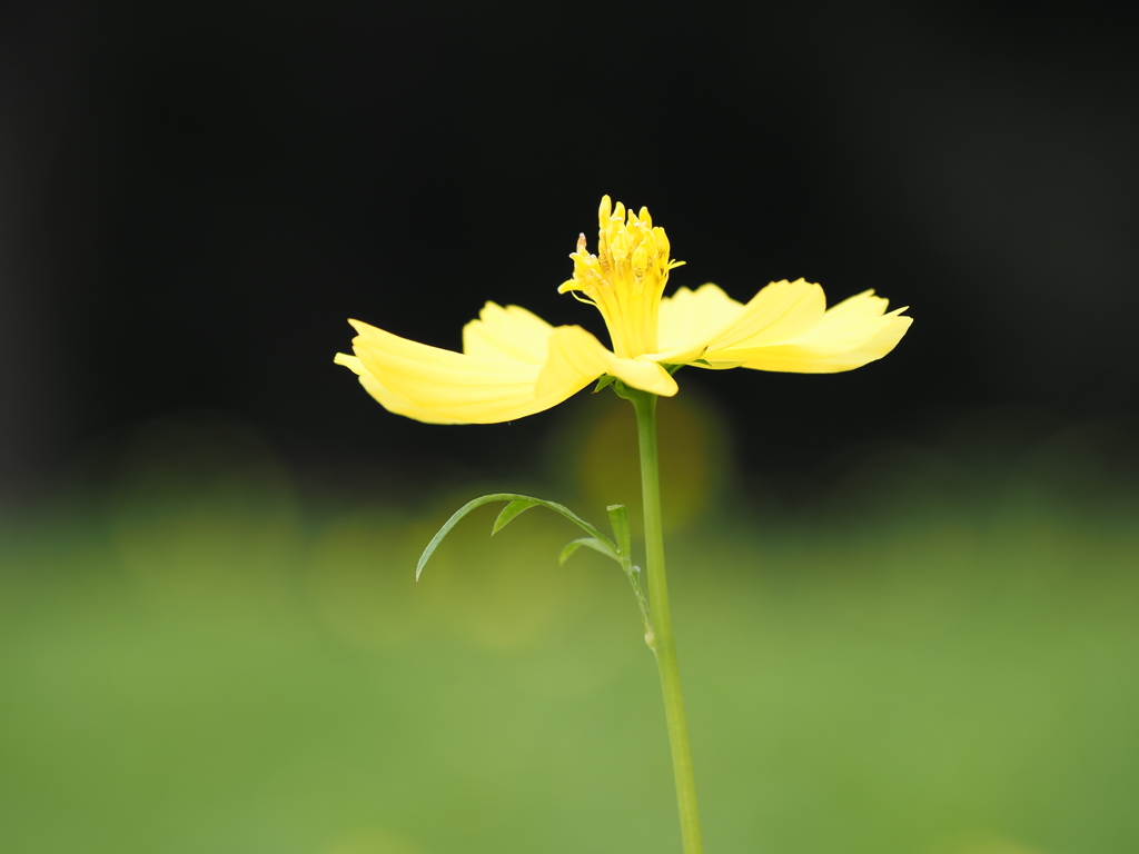 秋桜