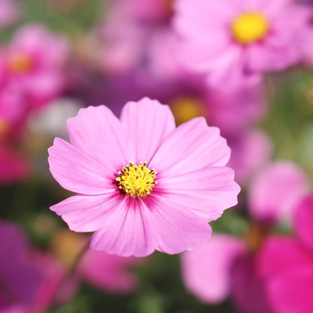 秋桜