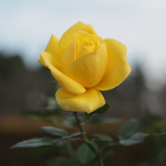 冬の薔薇
