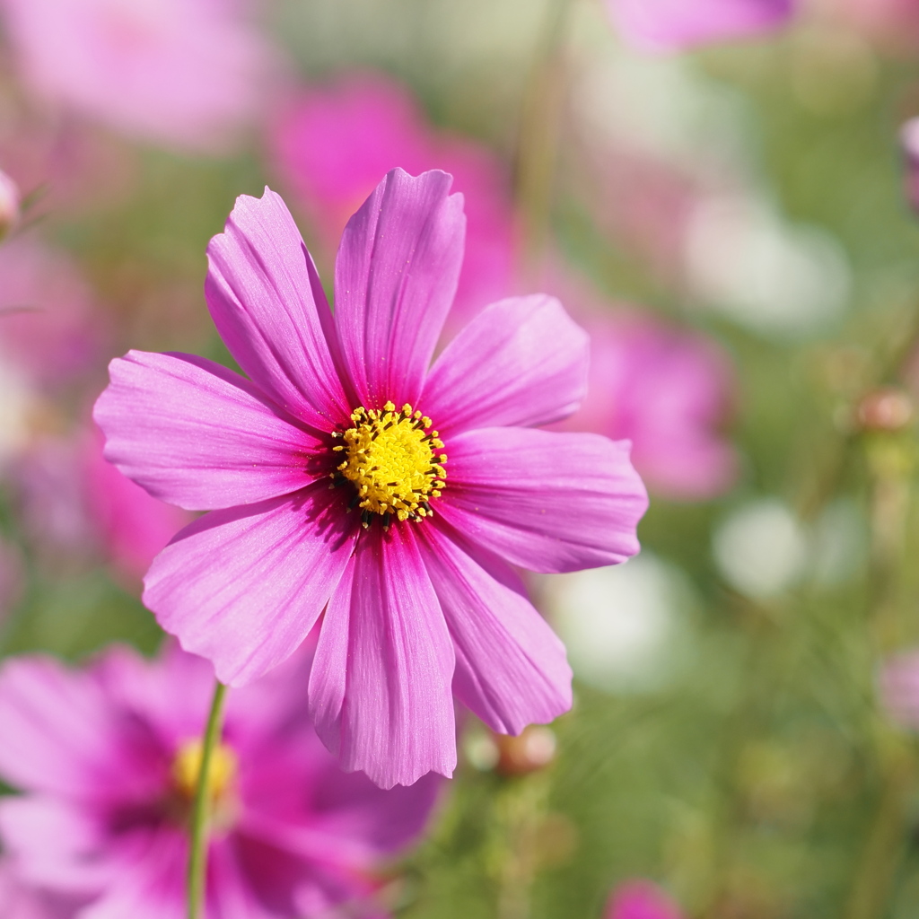 秋桜