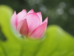 晩夏の朝