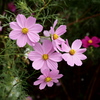 秋桜