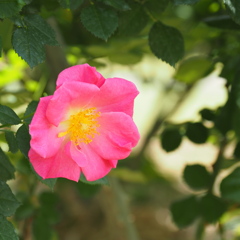 春バラ