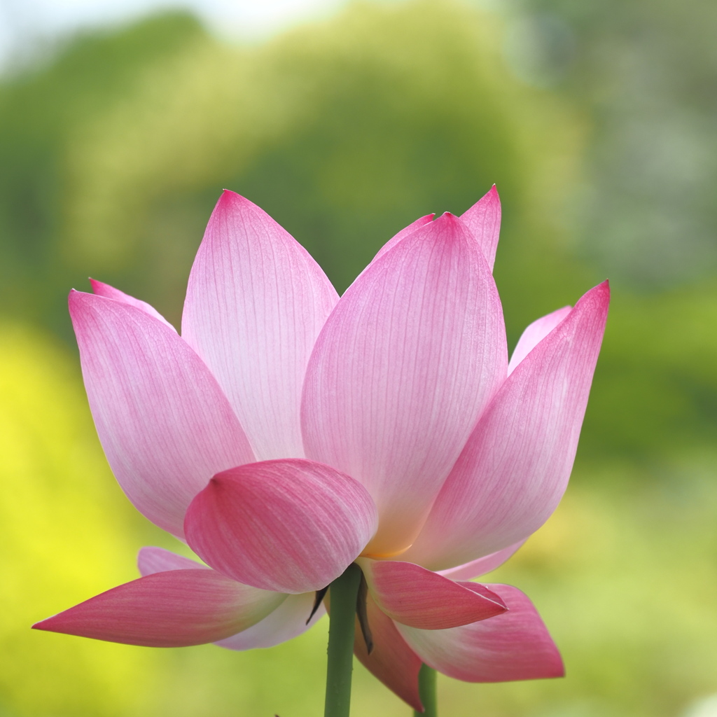 早朝