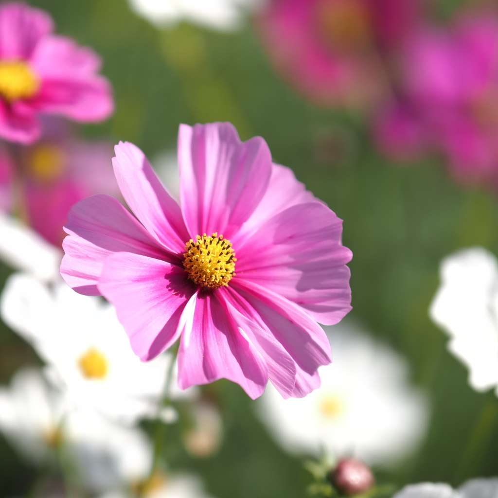 秋桜
