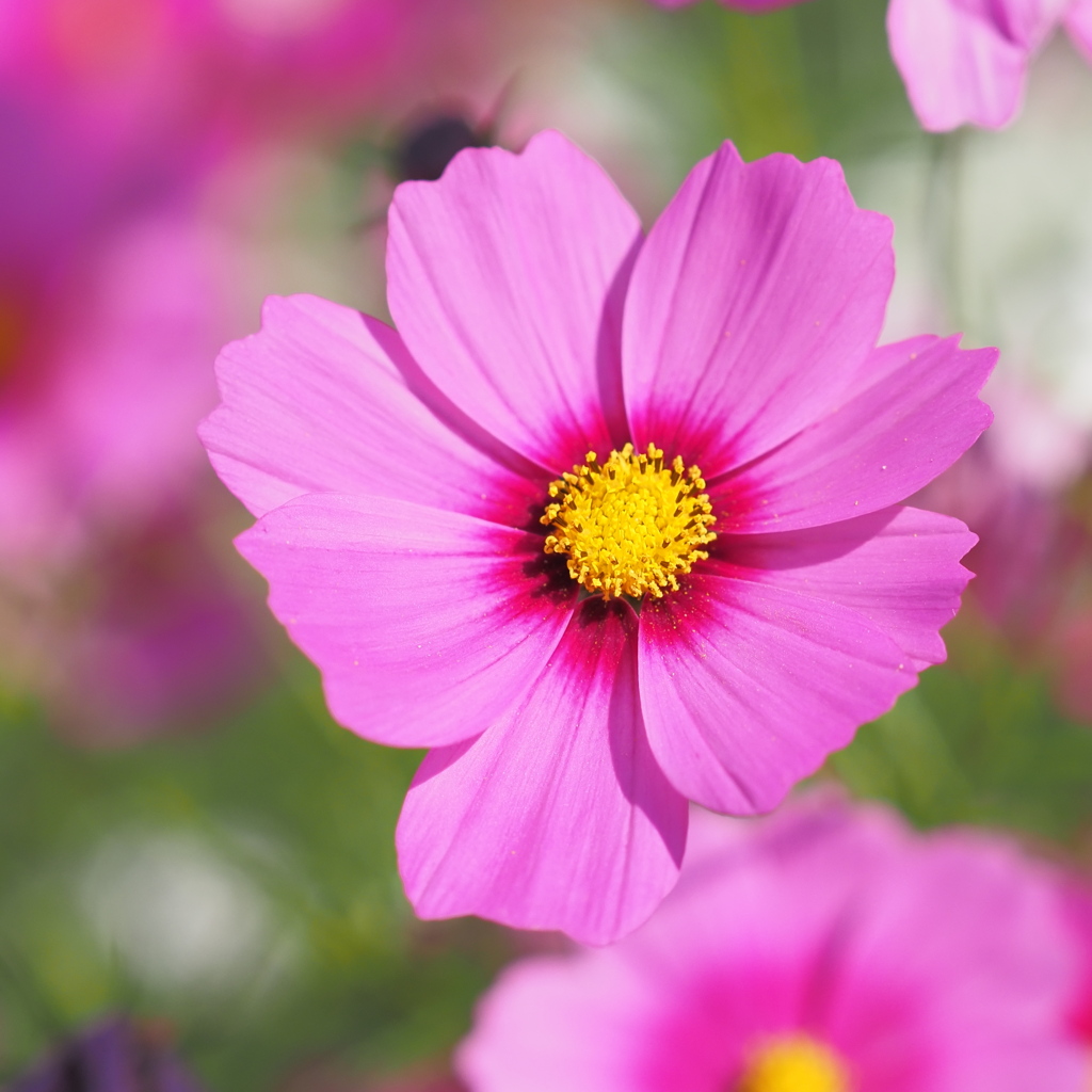秋桜