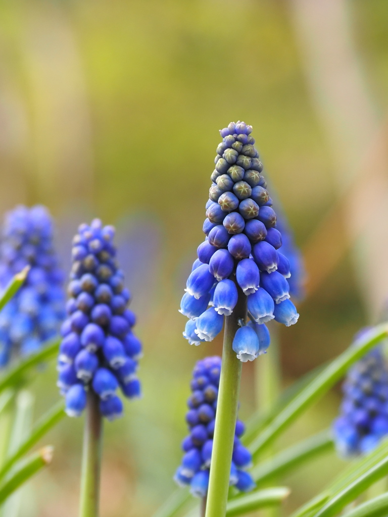 春の花