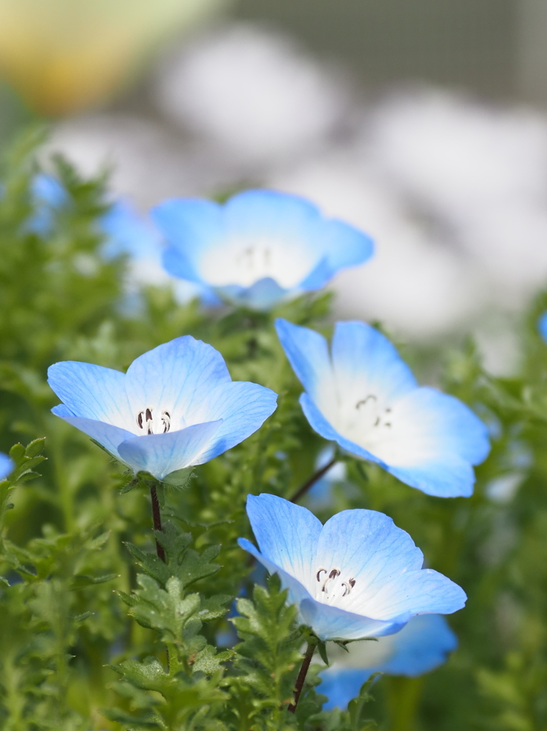 春の花