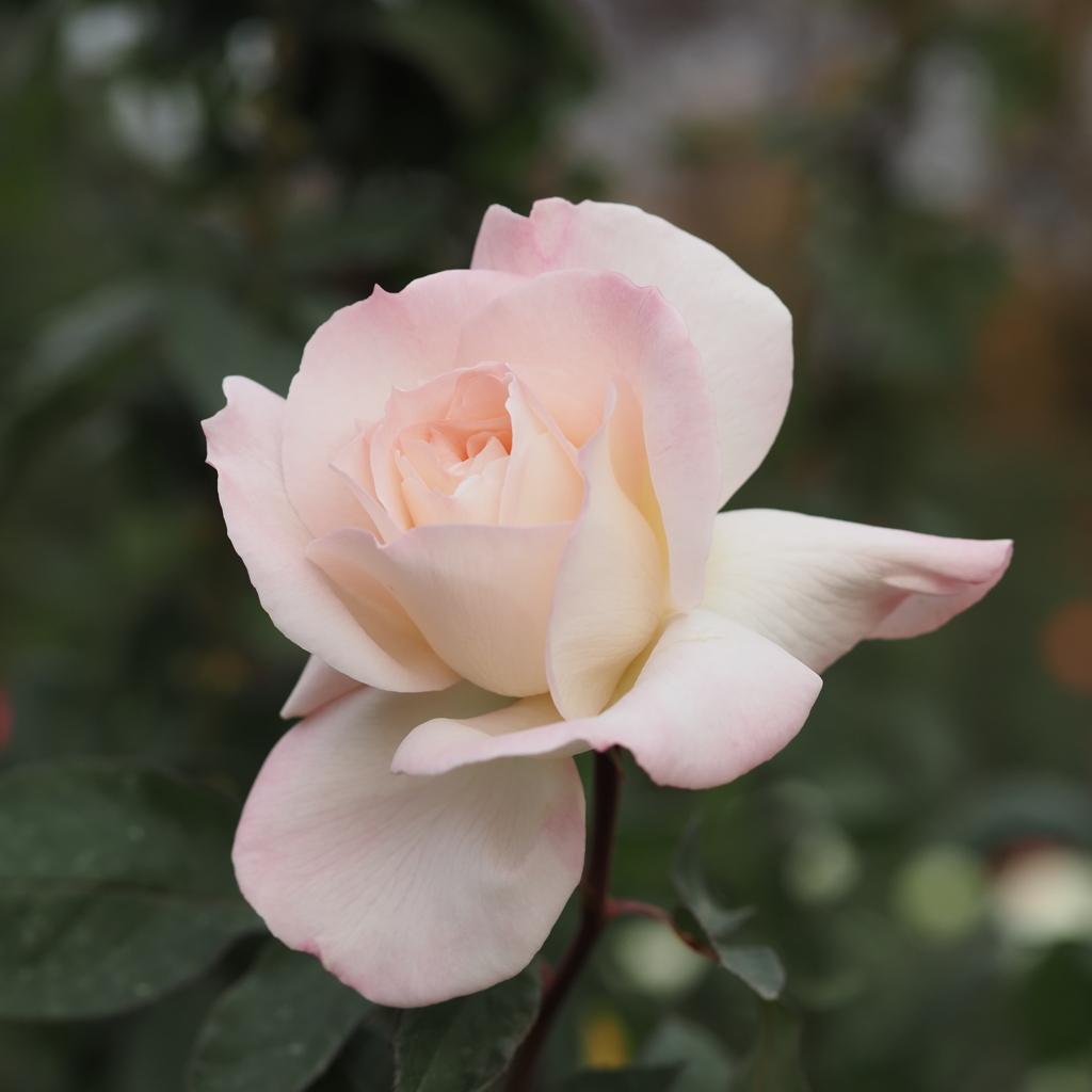 木枯らしと秋バラ