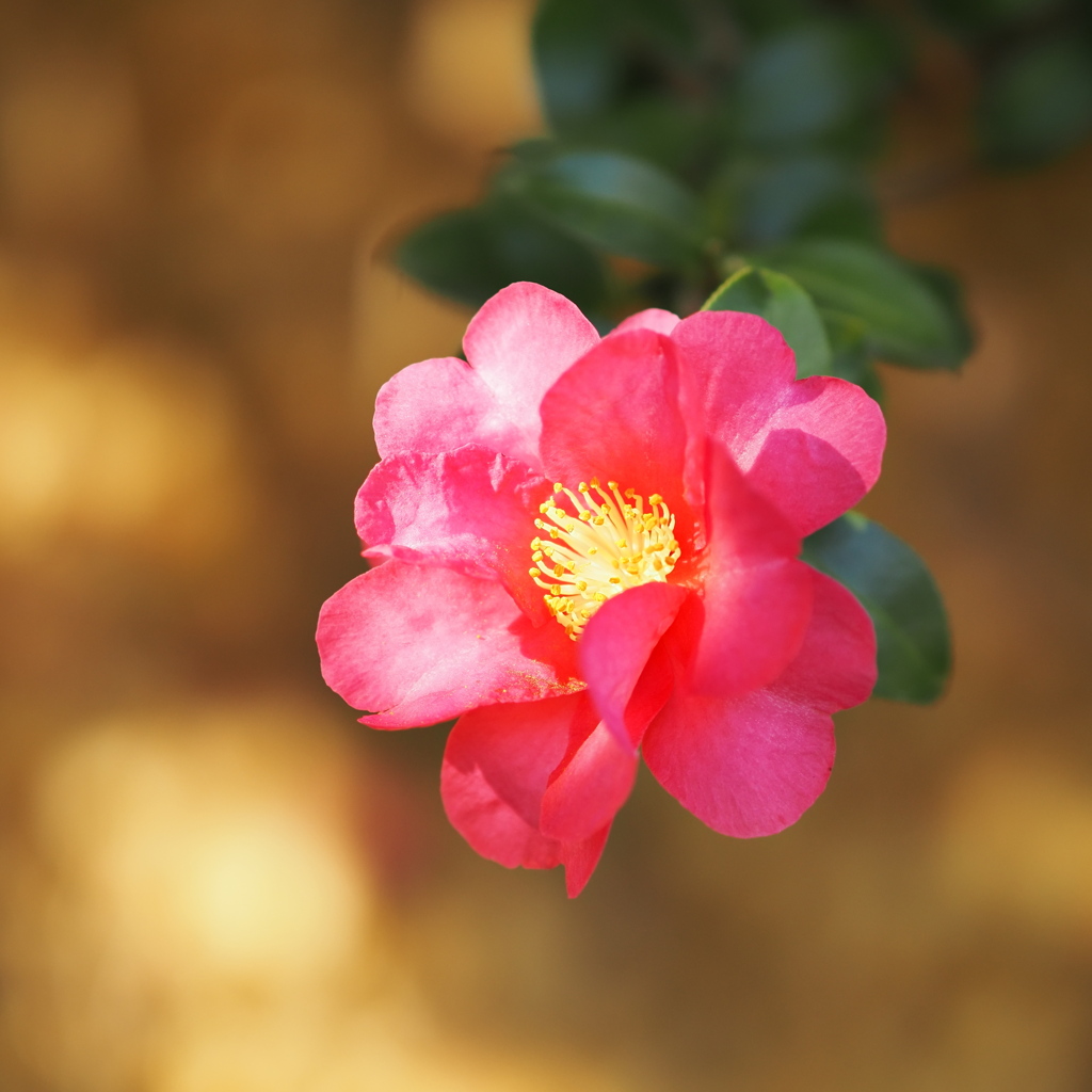 山茶花