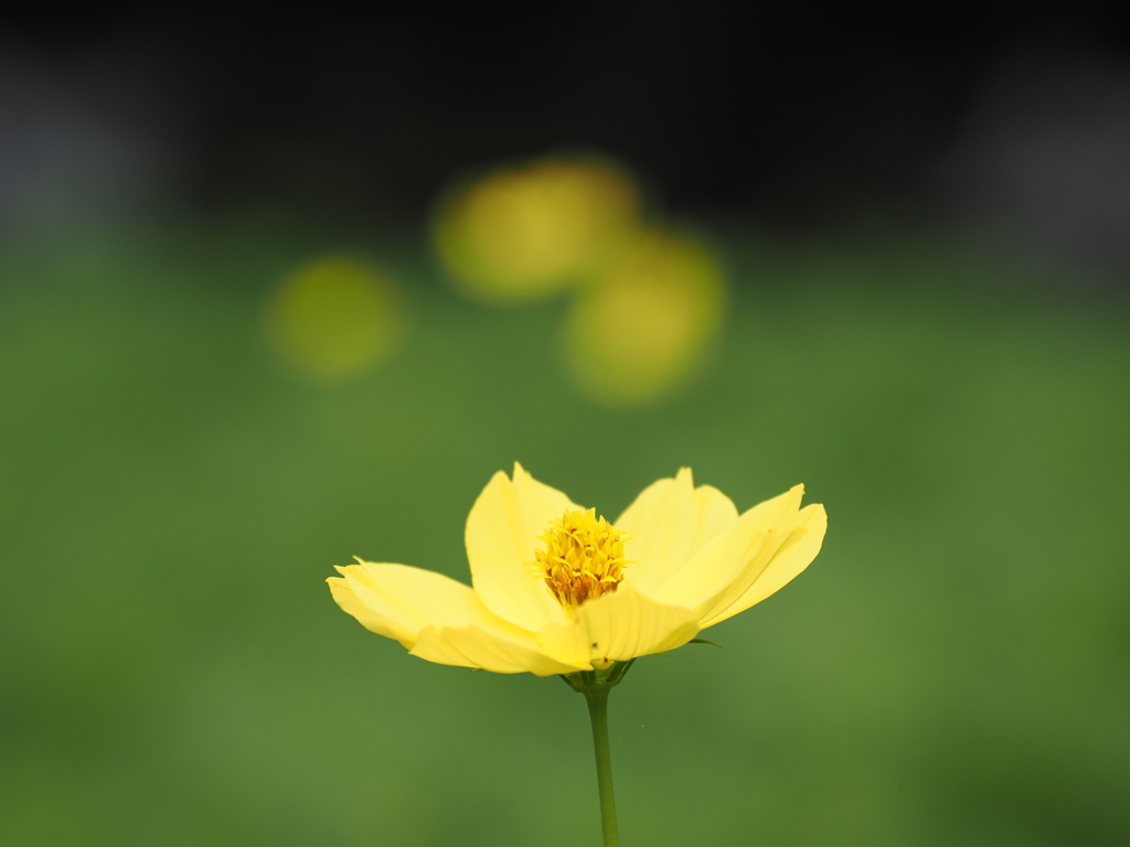 秋桜