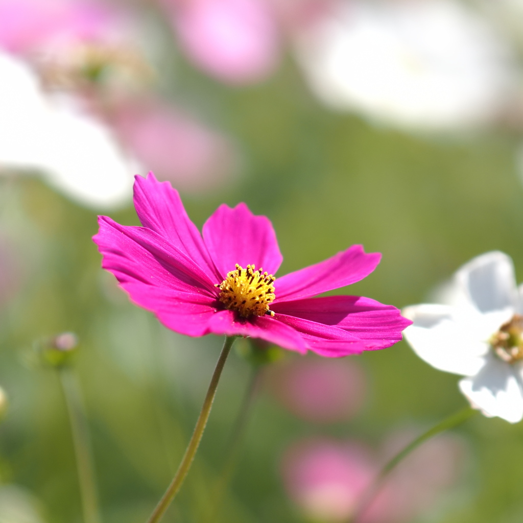 秋桜