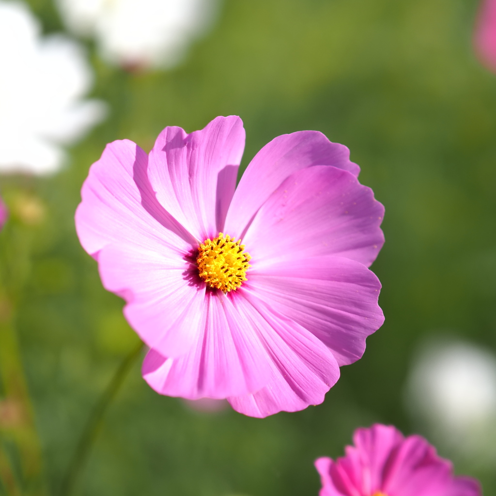 秋桜