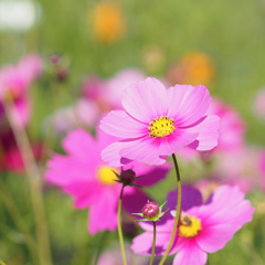 秋桜