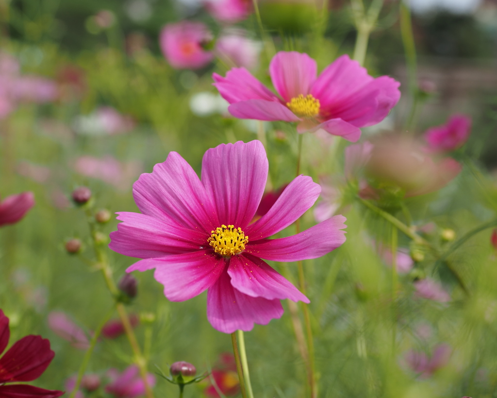 秋桜