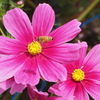 秋桜