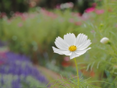 秋桜