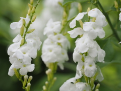清楚