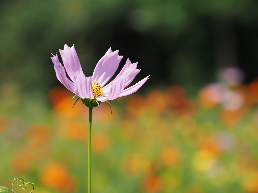 秋桜