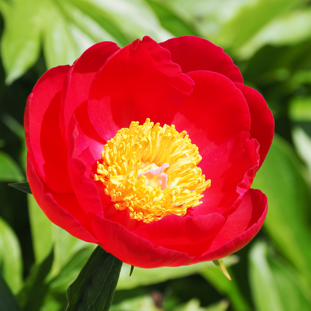 牡丹か芍薬か