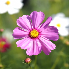 秋桜
