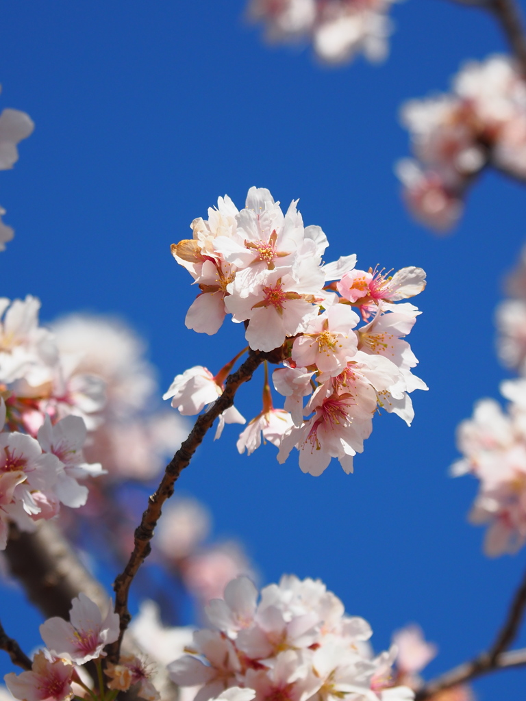 玉縄桜