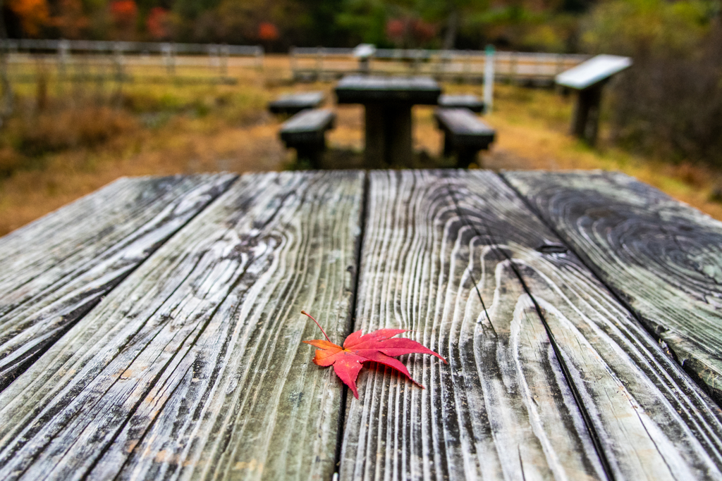 紅葉の一部
