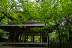 青葉のころの永源寺