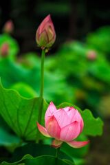 花蓮開花始まる
