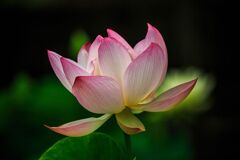 輝きの花蓮