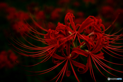 深紅