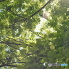 梅雨の合間