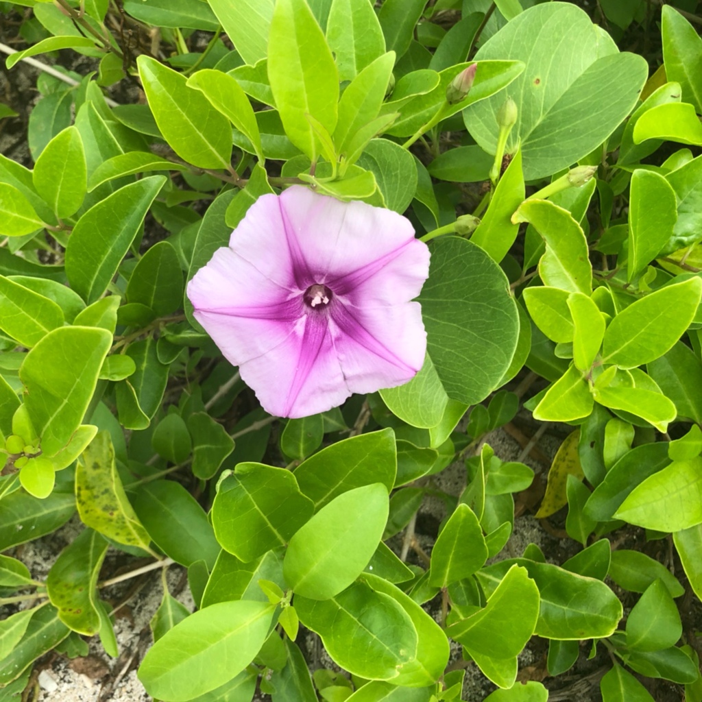 お花