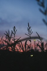 夕暮れシルエット