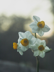 片隅のスイセン