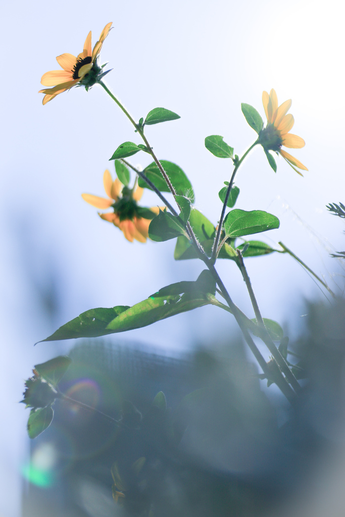 淡い。夏